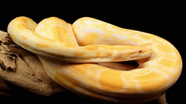  Ngủ với "bộ sưu tập" rắn để đón Tết
