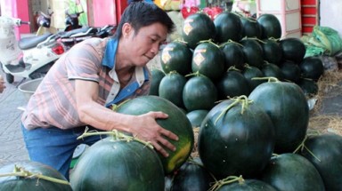  Dưa hấu ”khủng” nặng 20kg
