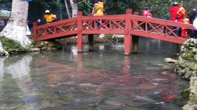  Khám phá suối cá lạ dưới chân núi Trường Sinh
