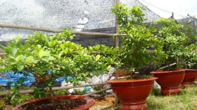 Kỳ lạ "quả thần" ăn xong... ăn gì cũng ngọt lịm ở VN