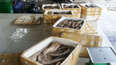 Kinh hoàng phụ phẩm gia súc