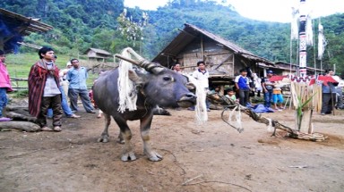  Độc đáo hội đâm trâu