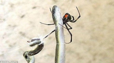  "Độc đáo" nhện xơi tái rắn
