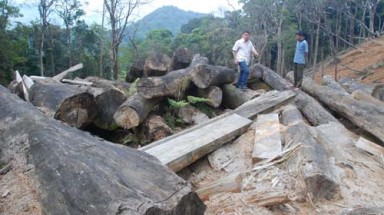  1.000m3 gỗ để phơi sương chờ mục nát