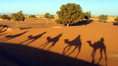 Dưới bóng cây argan