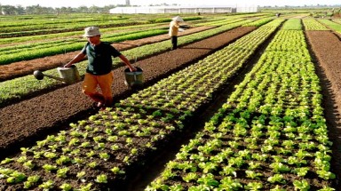  Chú trọng sản xuất rau an toàn theo hướng VietGap