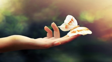  Câu chuyện con bướm