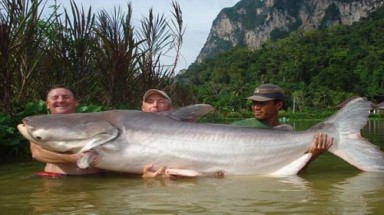  Thủy quái sông Mekong