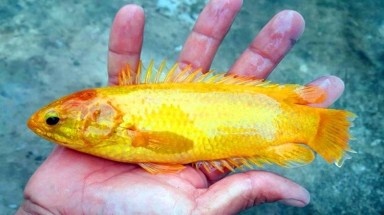 Giá trị của cá rô đồng màu vàng?