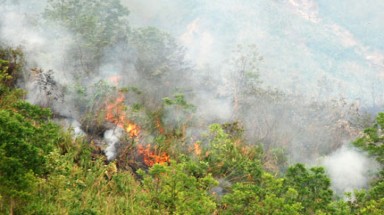 Lửa thiêu rụi 100ha rừng Hoàng Liên