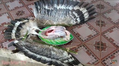 Hà Nội:Làm rõ hình ảnh chim trong sách đỏ bị 2 anh em "Tam Mao" làm thịt