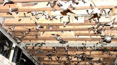  TPHCM: chỉ 3 quận, huyện được nuôi chim yến