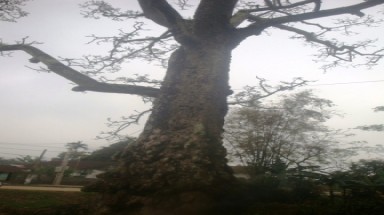  "Cây Di sản" 200 tuổi