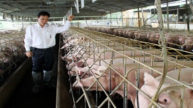  Vụ heo nhiễm chất cấm: Chưa có giải pháp đồng bộ !