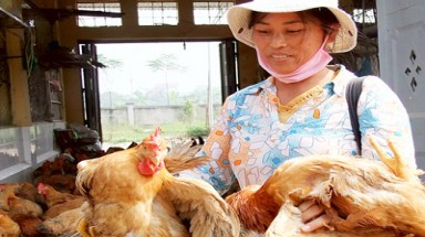 Coi thường dịch cúm gia cầm