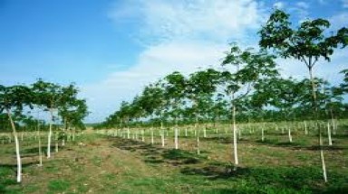Thừa Thiên - Huế: Nai rừng phá tan hàng chục hecta cao su