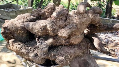  Nông dân Hà Tĩnh đào được củ khoai vạc nặng hơn 1 tạ