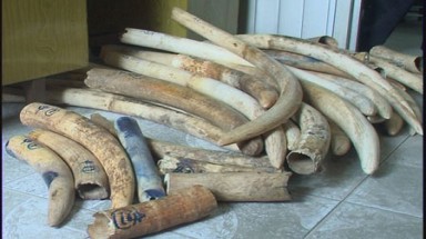 Nỗi ám ảnh mang tên ngà voi