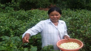 Trà Vinh: Cây bông nhài giúp dân đổi đời