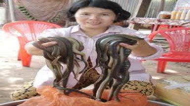 Phá một điểm buôn rắn trái phép ở TP.HCM