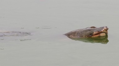  ‘Cụ’ rùa lại nổi