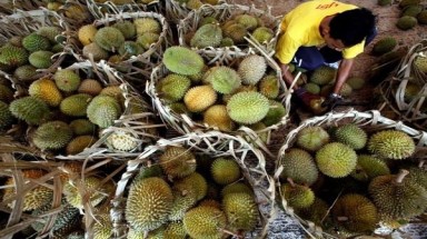  Sầu riêng và mít là "nguồn điện" tương lai