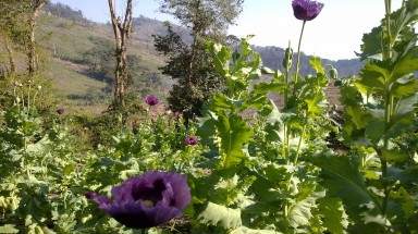  “Nóng”: Tái trồng cây thuốc phiện ở miền Tây xứ Nghệ 
