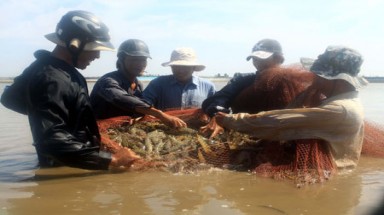 Người nuôi tôm điêu đứng vì biến đổi khí hậu