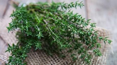 Xạ hương là cây hay con?