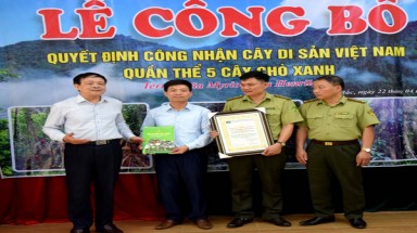 Quần thể Chò xanh đầu tiên được vinh danh Cây Di di sản Việt Nam
