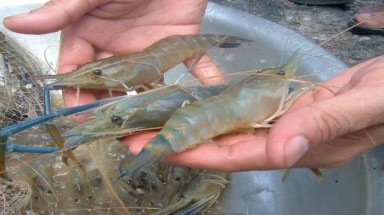  Nuôi tôm càng xanh thương phẩm trong ao đất 