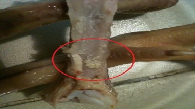  Hà Nội: Ăn gần hết chân gà, thấy giòi lúc nhúc