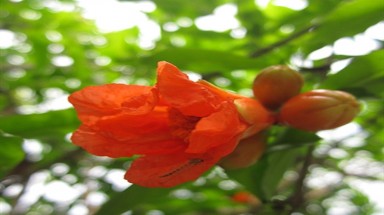  Hè về hoa lựu đỏ rực lửa 