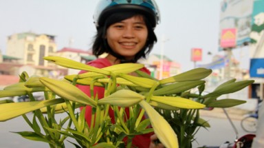 Ngắm hoa loa kèn tinh khôi trên phố