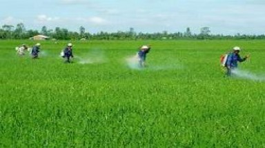  Công điện chỉ đạo sản xuất lúa Hè Thu năm 2012 ở ĐBSCL