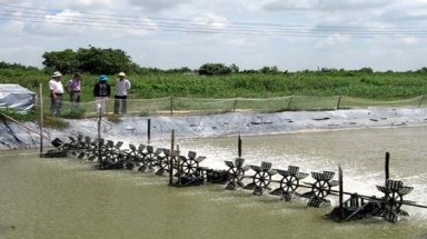  Nuôi tôm đúng quy trình để tránh thiệt hại 