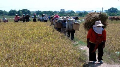 Học trồng lúa nước kiểu mới
