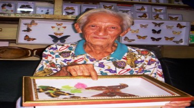 "Vua" bướm khô
