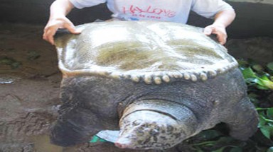  Chiêm ngưỡng những chú ba ba siêu khủng