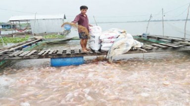  Phát hiện cá diêu hồng nhiễm chất cấm ở chợ đầu mối
