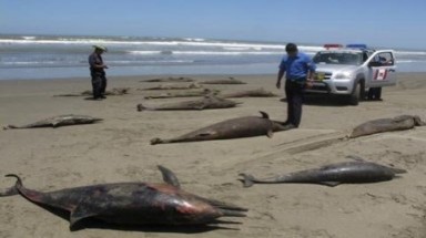  Hàng loạt cá heo chết bí ẩn ở Peru 