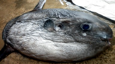 Bắt được cá Mặt trăng nặng 15kg
