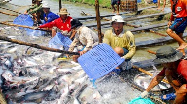  An Giang: "Xoá sổ" nhiều tỷ phú cá tra