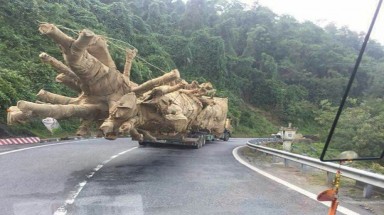  3 cổ thụ "khủng" đốn ở rừng Tam Giang?