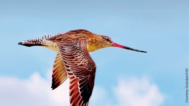   Học chim choắt đuôi vằn để cứu an ninh môi trường