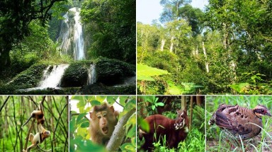  Tổ chức WWF châu Á Thái Bình Dương cam kết hỗ trợ Thừa Thiên - Huế dự án bảo tồn đa dạng sinh học rừng giai đoạn 2