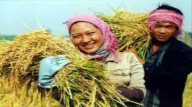  Sức sống mới ở vùng Đồng Tháp Mười 