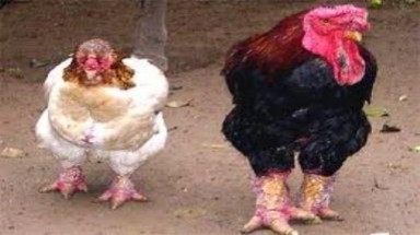  Gà Đông Tảo trước vấn đề bảo tồn 