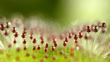  Sương sớm long lanh