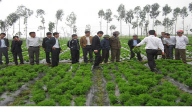 Cỏ ngọt đang dần thay thế đường mía?